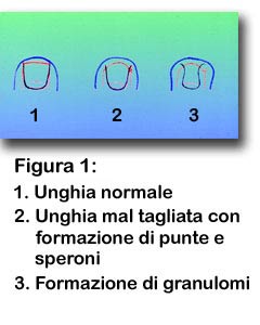 fomrazione-incarnita